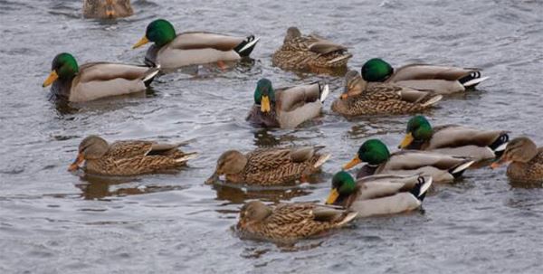 duck hunting